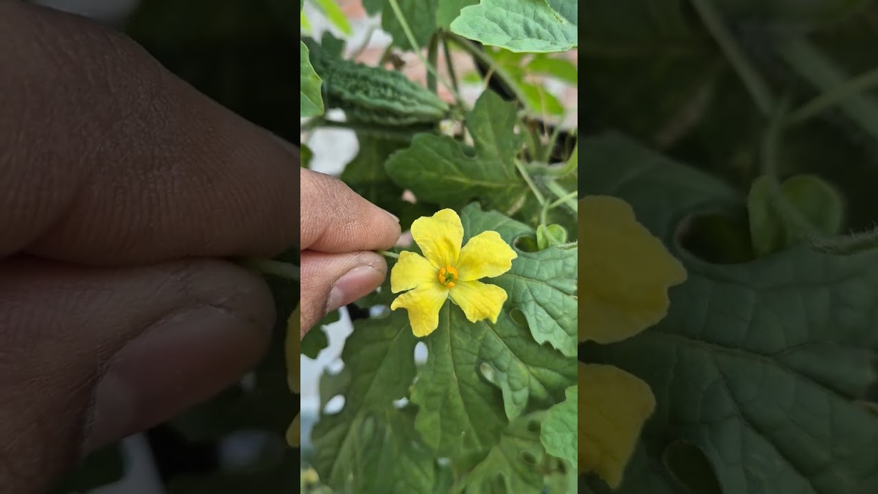 Identify Male & Female Flowers of Bitter Gourd | Gardening Tips #trending #shorts