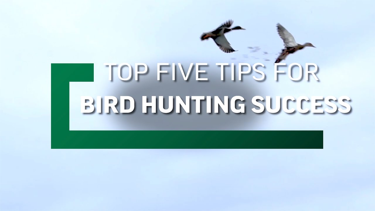 Top Five Hunting Tips For Bird Hunting Success