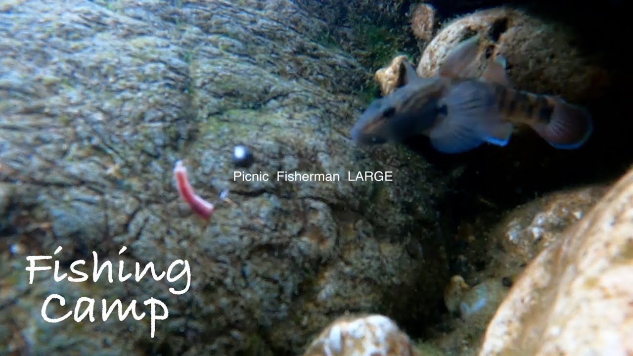 楽しい手軽なカジカ釣り 釣って食べて庭池で飼ってみる