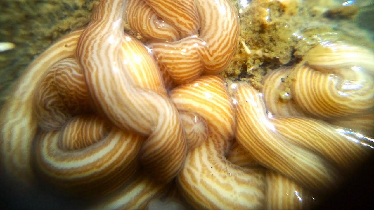 Facts: Ribbon Worms (Nemertea)