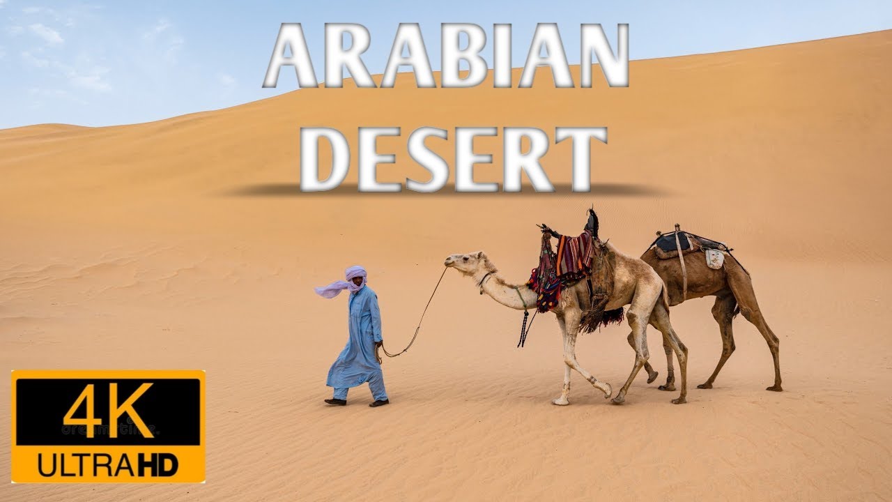 Arabian Camels | Arabian Deserts 4k Video Ultra HD
