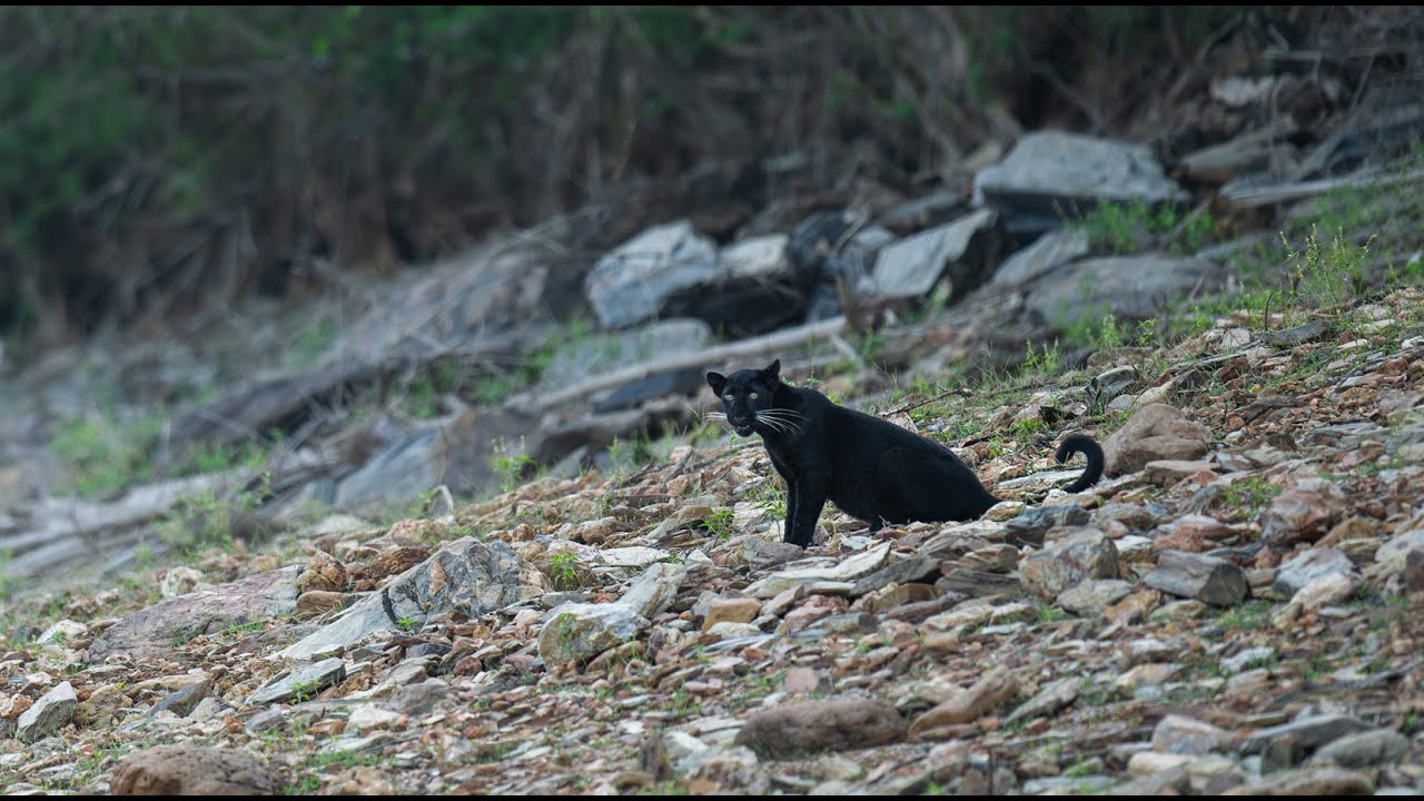 Black Panther of Bhadra Tiger Reserve