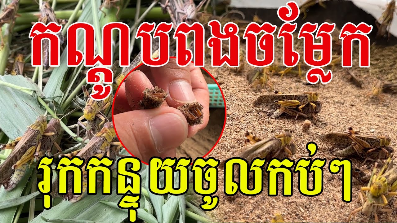 កណ្តូបពងប្លែកណាស់ កាយខ្សាច់ដូចអណ្ដើក មួយសម្បុករាប់សិបកូន