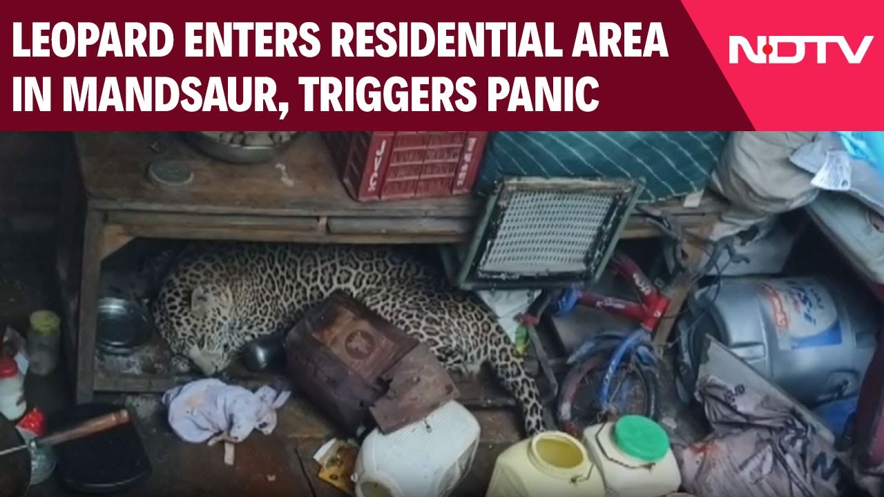 Man-Animal Conflict: Leopard Enters Mandsaur Residential Area, Rescued By Forest team