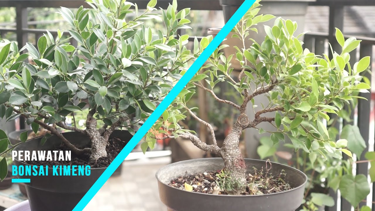 Perawatan Bonsai Beringin Kimeng, pemilihan cabang, ranting, pruning dan peremajaan akar.