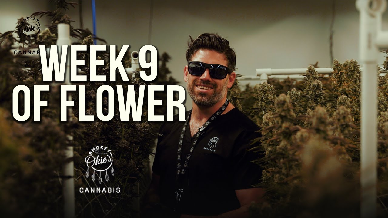 Week 9 of the Cannabis Flowering Period | Week-by-Week Guide with Smokey Okies