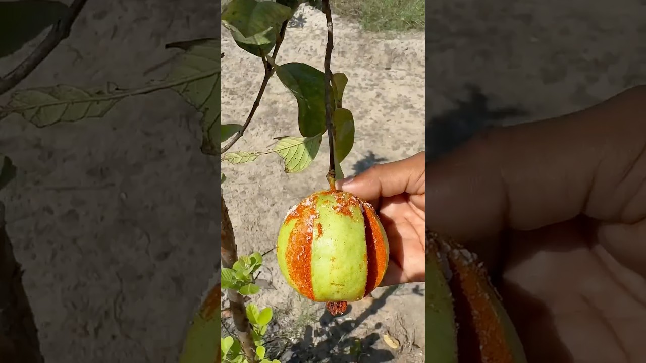 #Amazing Guava cutting in the Tree very spicy 🥵 very Tasty 😋❤️👌