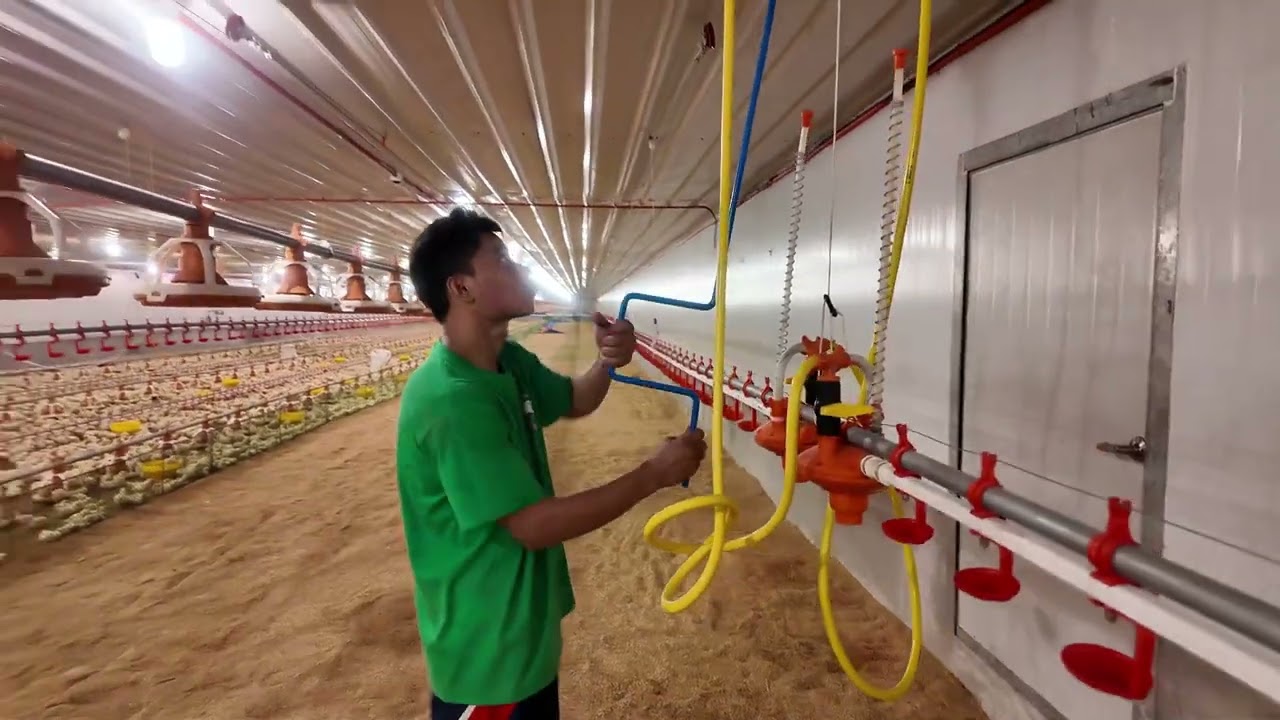 Eto ang dapat pinapakinggan habang nasa poultry house