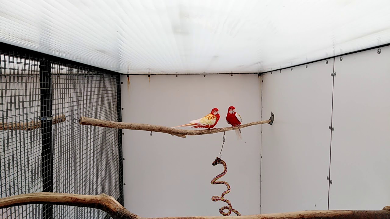Rosella rubino