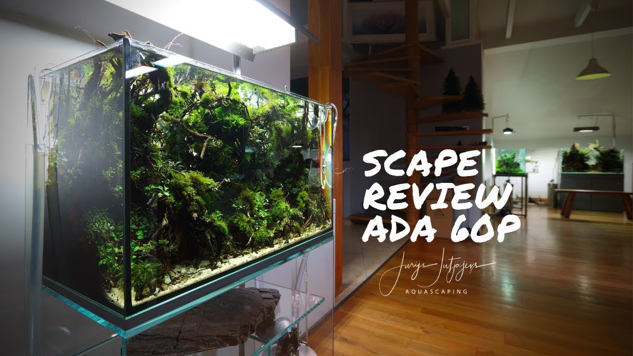 ADA 60p Nature Aquarium Review - 160hours Hardscape with 40+ rare Fissidens and Bucephlandra species