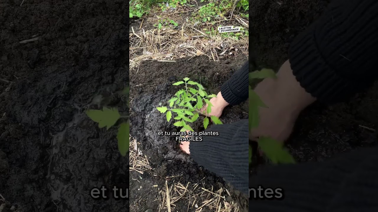 &Eacute;pisode 1 : Planter les tomates #tomate #jardin #potager #permaculture #nature #jardinage #plantes