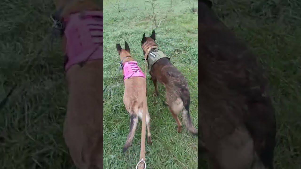#malinois 