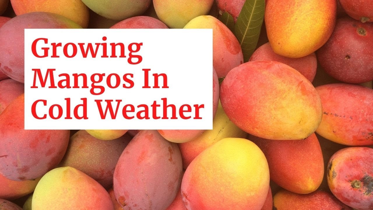 Growing Mangos I Cold Weather