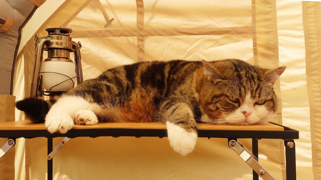 新しいテントとねこ。-New tent and Cats.-