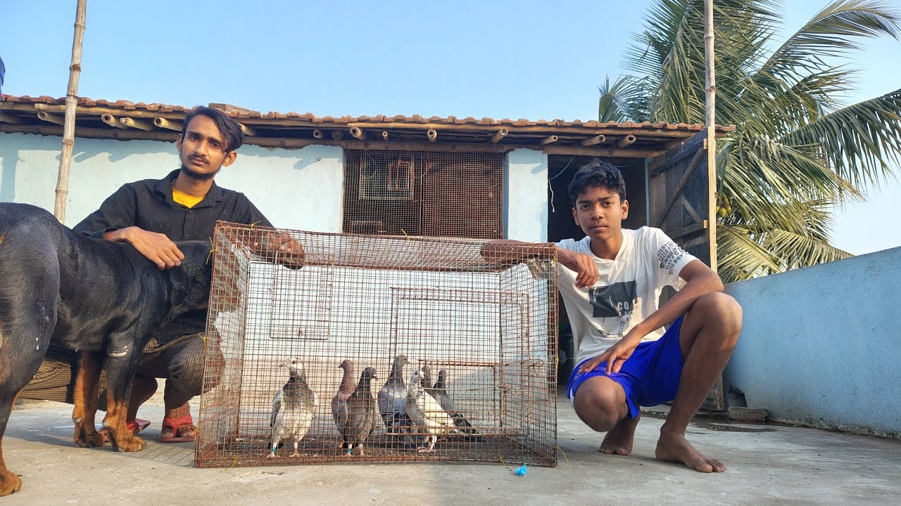 পুরনো পায়রা বিক্রি করে নতুন রেসার পায়রা কিনলাম 🔥