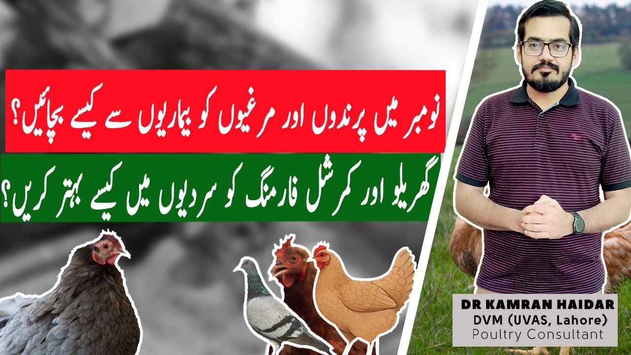 How to Manage Poultry in Cold Season | November Poultry Tips &ndash; Broiler, Layer, Pigeon & Parrot Care