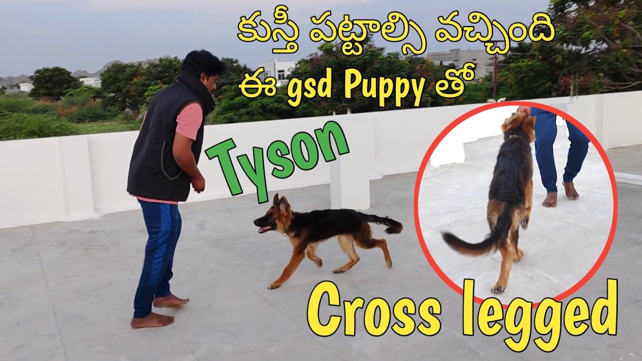 కుస్తీ పట్టాల్సి వచ్చింది ఈ Puppy తో #gsd cross legged @BalusK9Dogtraining #support #viral