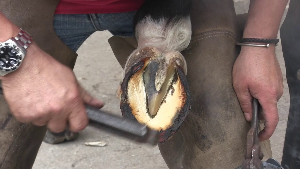 Roger; Maréchal ferrant raconte nous ton métier au Musée du Cheval