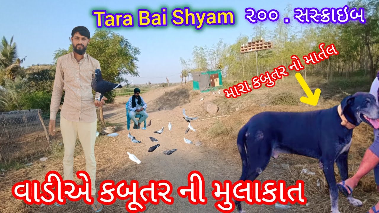 Kabutar na set apni mulakat 🥰 #youtubeshorts #shorts #trend #viral #kabutar 