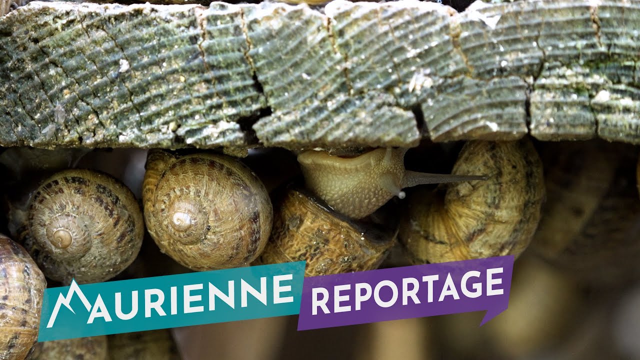 Maurienne Reportage #245 - Les escargots de la Maison Blanche