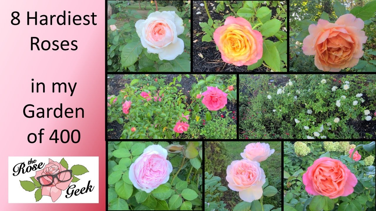 🌹 8 Hardiest Roses out of 400 / 5 Kordes, 2 Meilland, 1 David Austin / Most Disease Resistant Roses