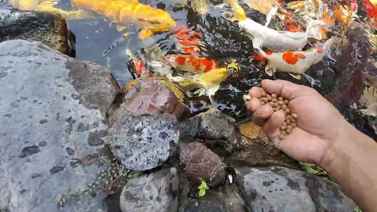 Memberi makan ikan warna warni besar dan lucu ikan mas koi ikan lele ikan balon 