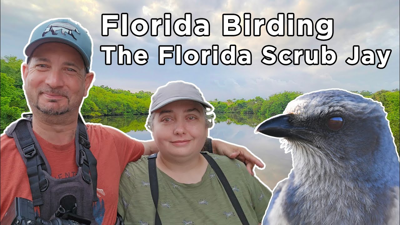 Florida Birding! & The Florida Scrub Jay