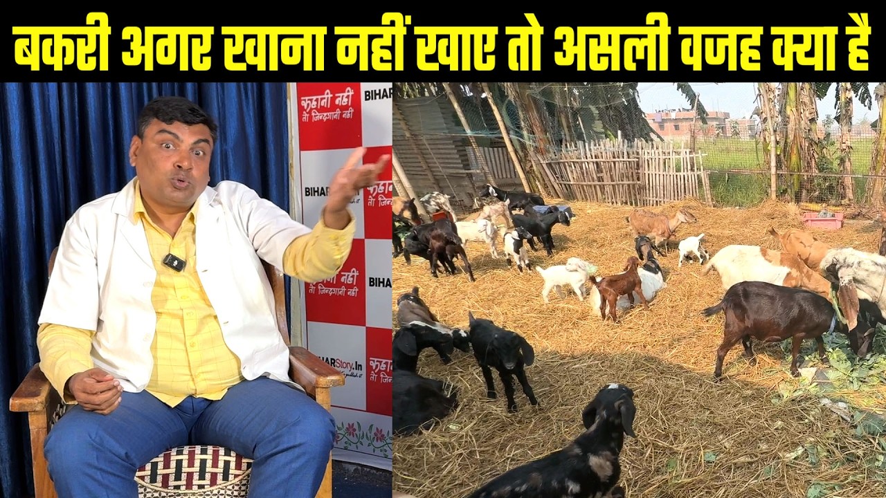 बकरी अगर खाना नहीं खा रही है तो इसका कारण Sudhir Sir से जानिए🐐Goat Farming Business Tips