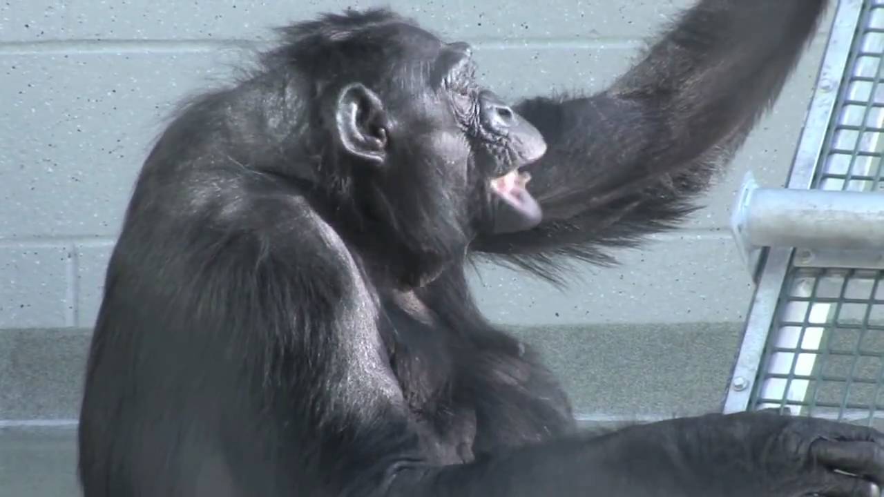 A day in the life of Matata, Great Ape Trust bonobo matriarch