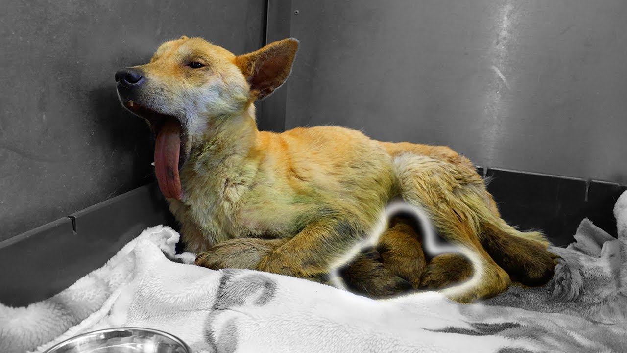 【生か死か】瀕死の犬が出産！？最悪 母子ともに危険な状態でこのままだと間違いなく死んでしまう...過去１究極の選択に苦渋の決断を下す...【保護犬】#愛護センター
