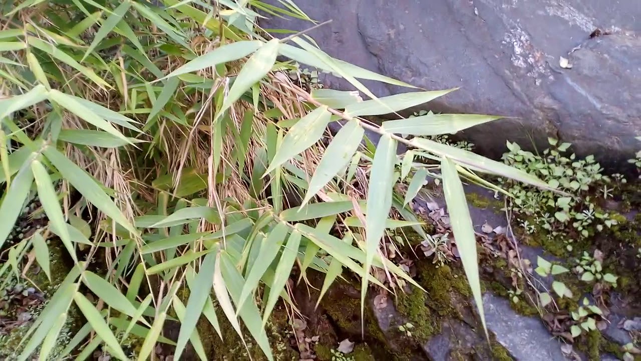 Ringal plant