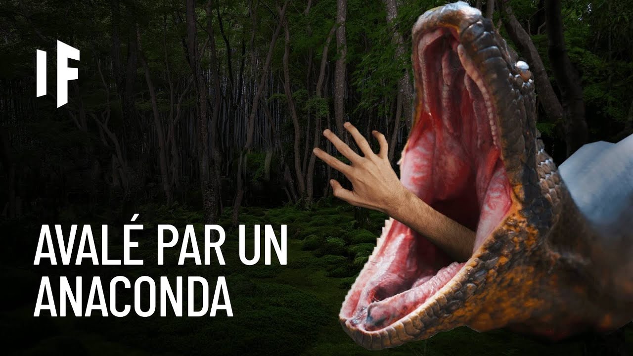 Et si un anaconda vous avalait ?