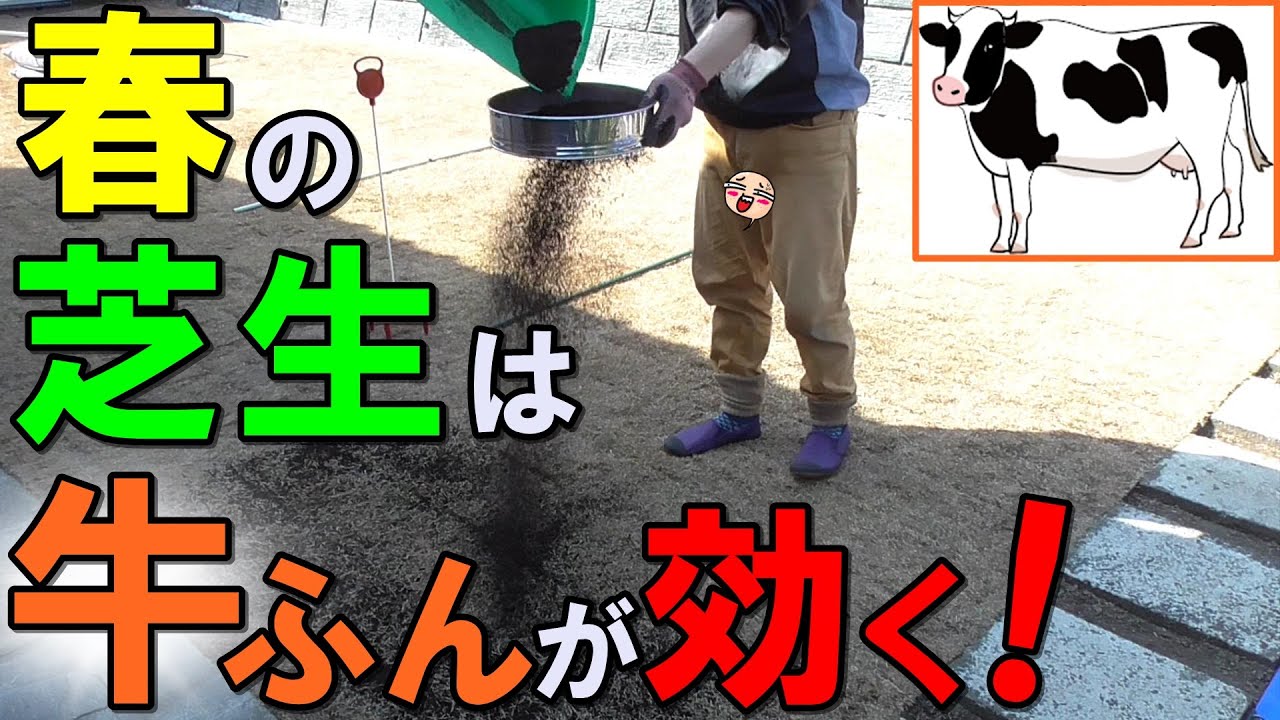 【芝生に牛糞堆肥】春の芝生に牛ふん堆肥を撒いて 土をふかふかにします！ これで今年の夏は緑の絨毯になる！？[ 2023#02 ]