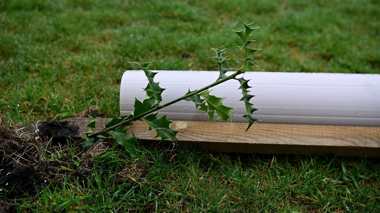 'Mindless vandals' rip up 360 newly planted tree saplings fuming locals | SWNS