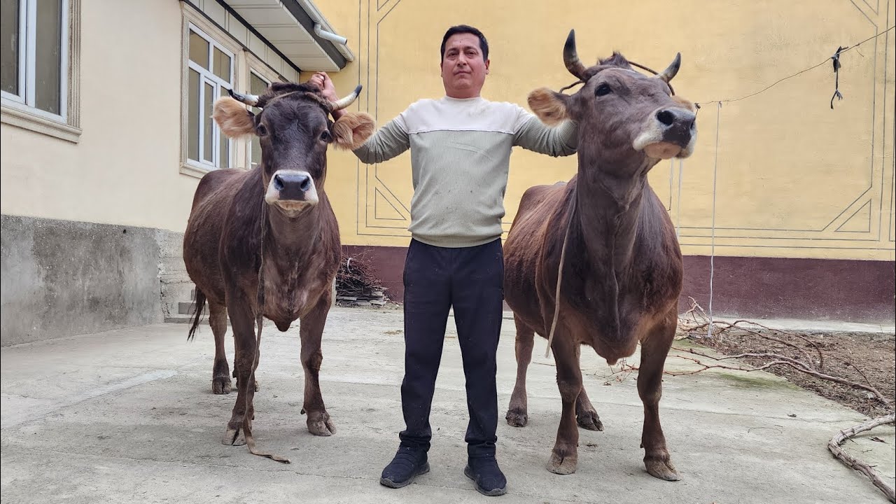 #toza БУНАКАСИ КАМ УЧРЕДИ ФАКАТ БУГУН ДУСЛАР