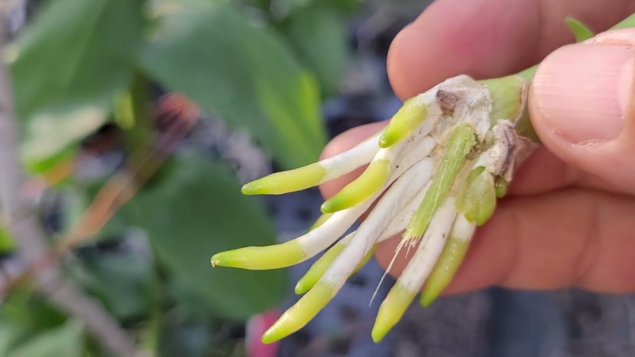 老枝條處理，高芽種植