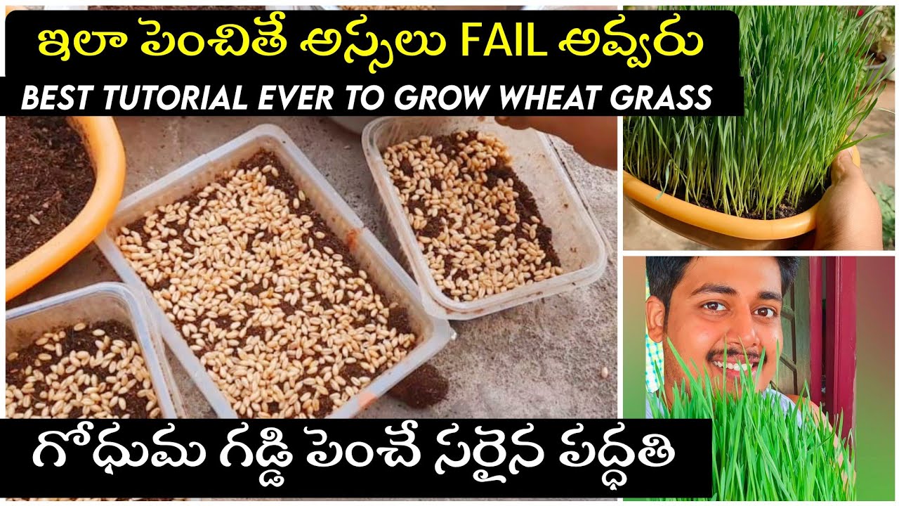 ఇలా పెంచితే గోధుమ గడ్డి అస్సలు fail కాదు || నా అనుభవాలు || How to grow wheat grass without fail.