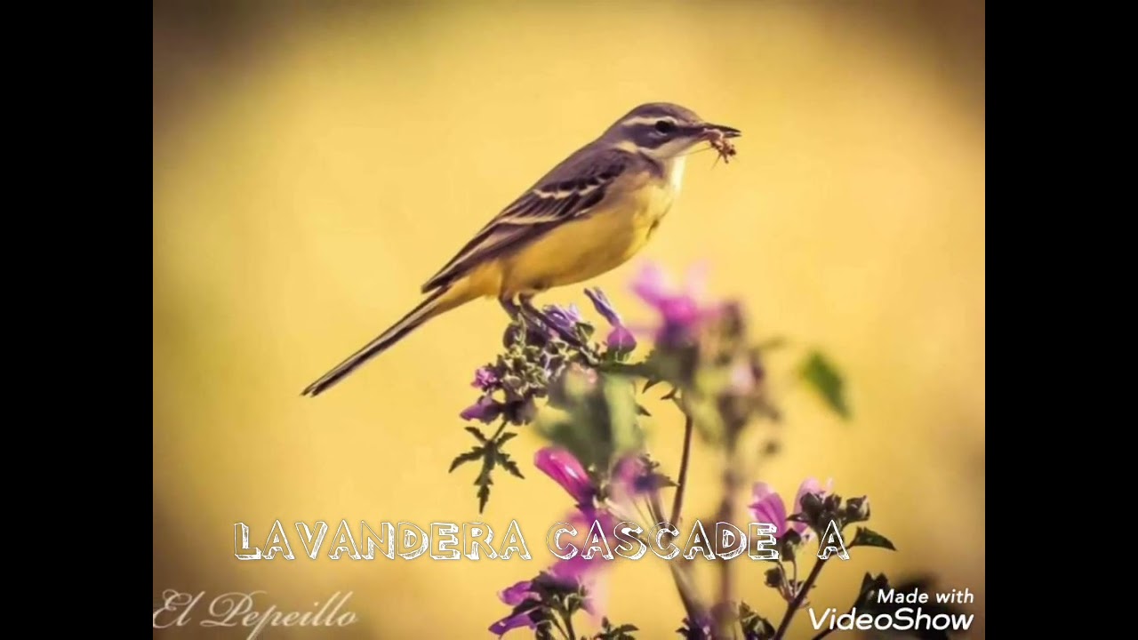 RECLAMO DE LAVANDERA CASCADEÑA (Motacilla Cinerea) El Mejor Para Llamar.HD