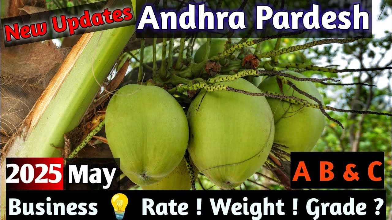 How To Start Tender Coconut Business From AAndhra Pradesh A B C Garde Business Ideas#vickyagro 