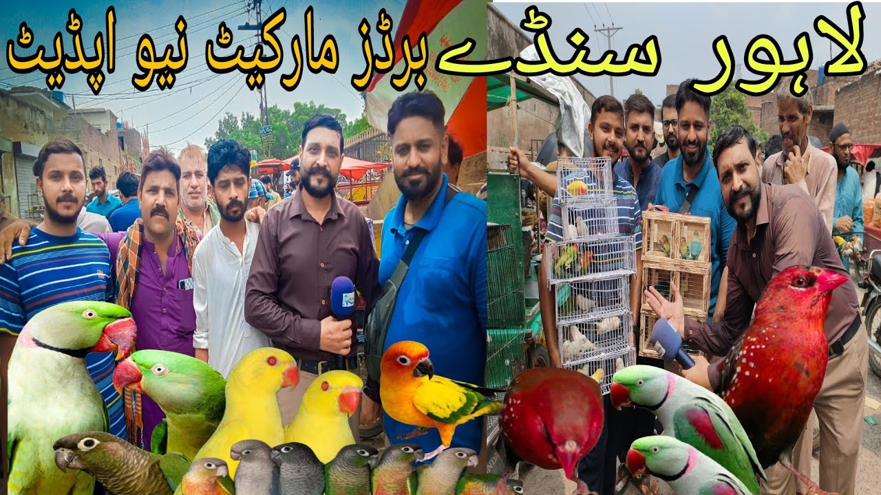18 August 2024 New Update, Lahore Sunday Birds Market with Rana Bhai.      #ranapets #birds