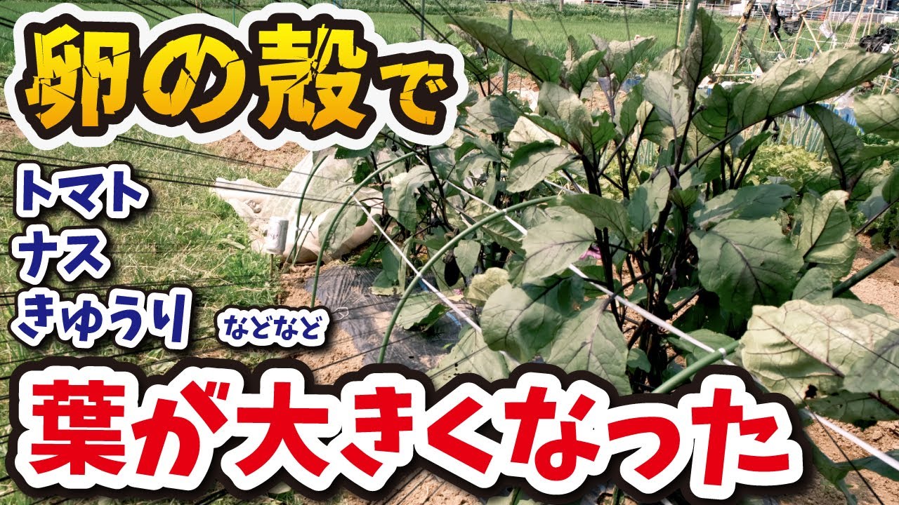 【ホントは教えたくない】とんどもない！卵の殻はサイコーの肥料です【家庭菜園】