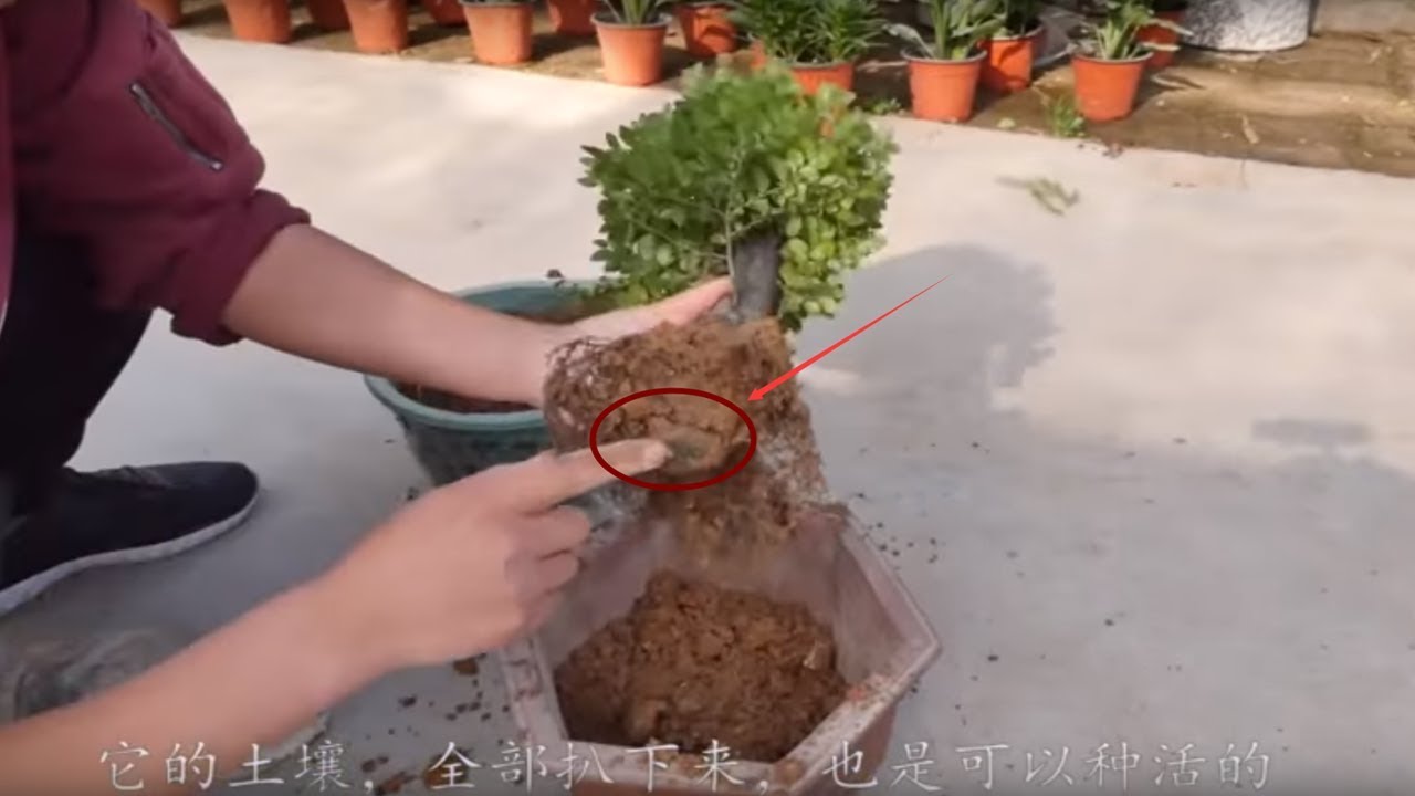 【小花匠】小葉紫檀盆景，曾經千元，現在價格掉成渣，趕快入手一盆吧