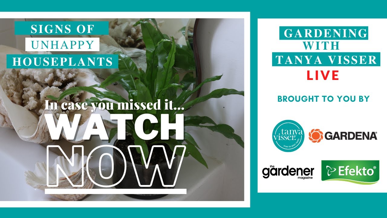 Unhappy Houseplants Masterclass with Tanya Visser