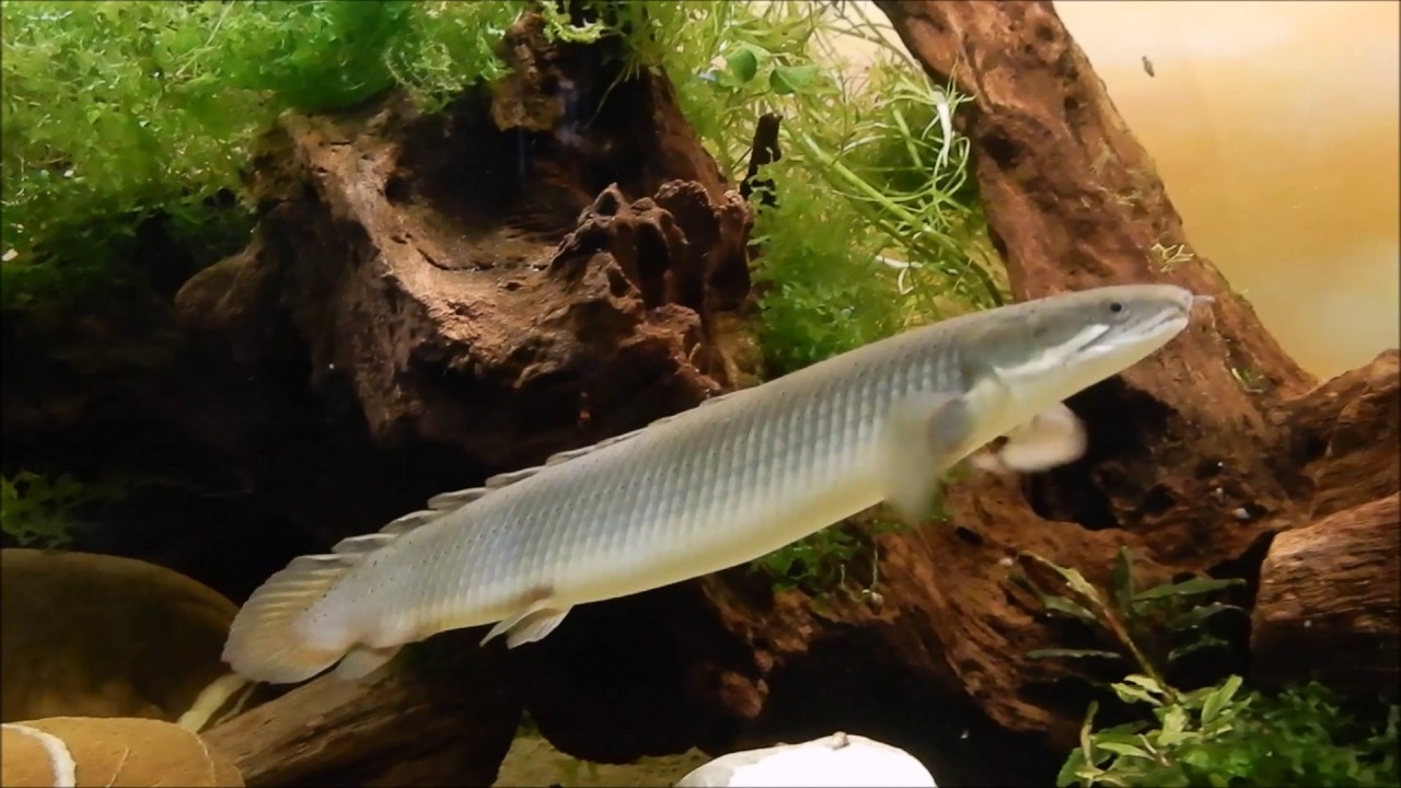 Flösselhechte - Polypterus Senegalus