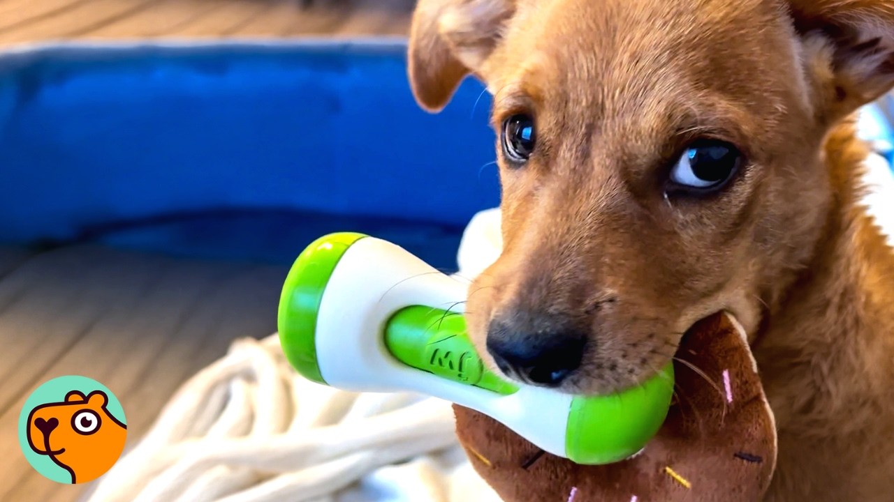 Shelter Dog Cries When He Gets First Toy Ever | Cuddle Buddies
