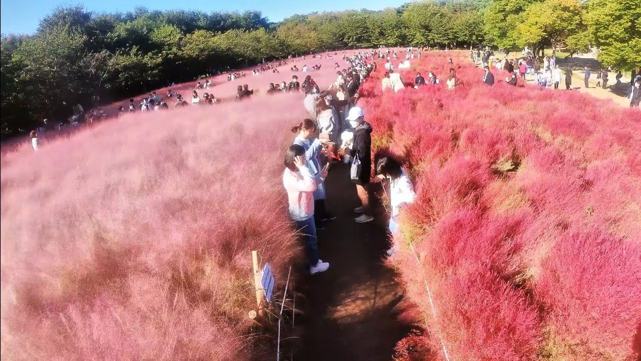 PINK MUHLY GRASS @OLYMPIC PARK SEOUL S.K