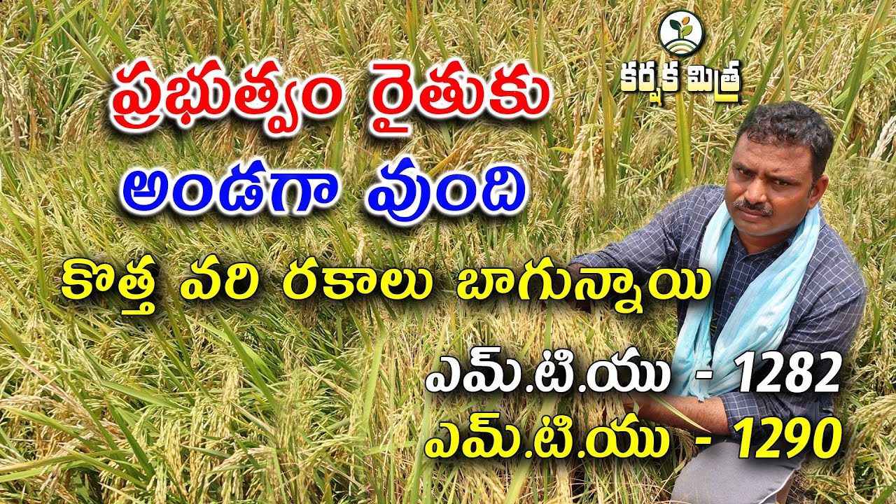 నూతన వరి రకాలతో కొత్త ఉత్సాహం || MTU - 1282 || MTU - 1290 || Paddy New Varieties || Karshaka Mitra