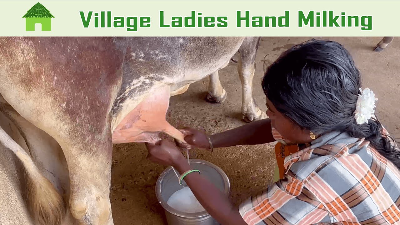 Village Ladies Hand Milking | Traditional Way of Cow Milking | Village Girl Cow Milking