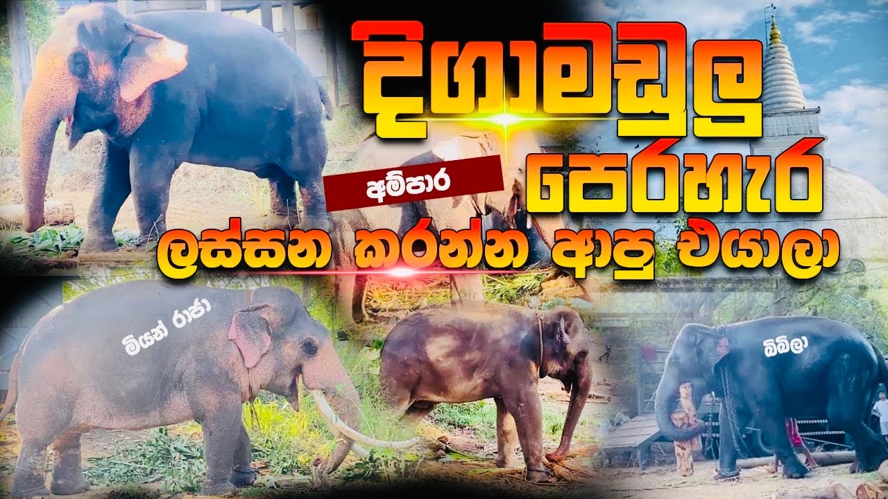 කිතුල් කන්න ඇවිත් තියෙන්නෙ මෙයාලනම් 🤧 