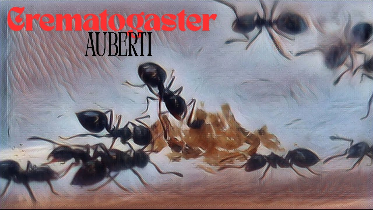 🐜 Crematogaster auberti - Kilka spostrzeżeń